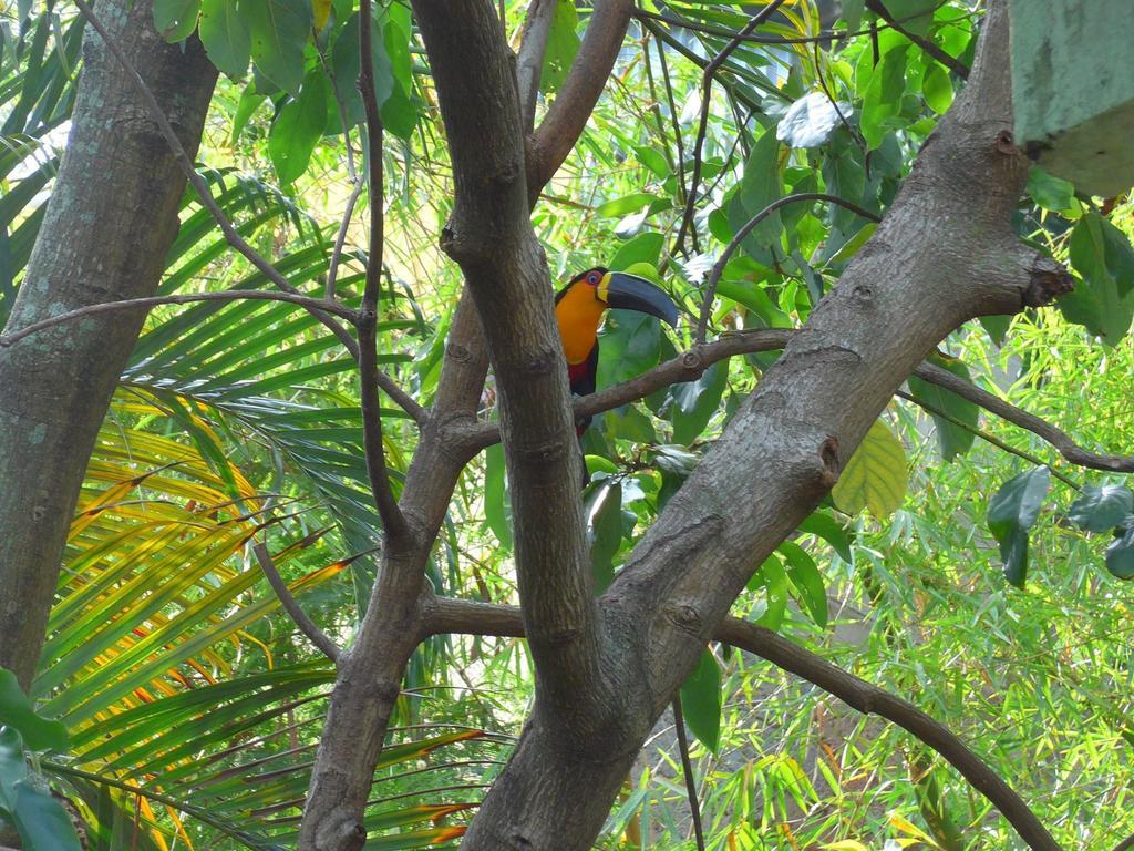 Rio Nature Hostel Rio de Janeiro Rum bild
